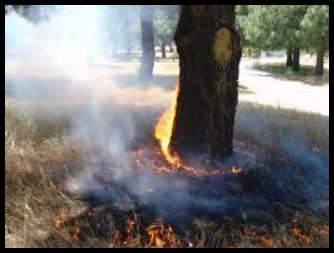 Burn Pattern forming on tree in Southern California.  Photo (c) D. Deaton 2009