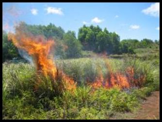 Training burn in tropical fuels - Island of Guam.  (c) Donna Deaton 2007