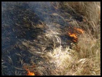 Grass fire backing into the wind. (c) 2010 Deaton Investigations, LLC